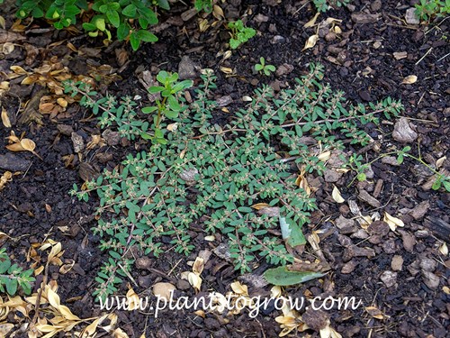 Prostrate Spurge (Euphorbia supina) 
Ths plant hugs the ground, as to its genus name supina which means lay flat.
